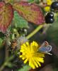 Polyommatus icarus